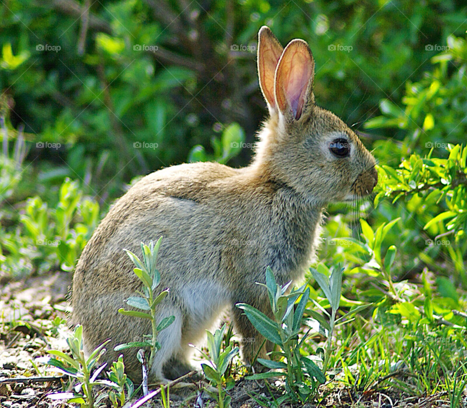 Easter bunny