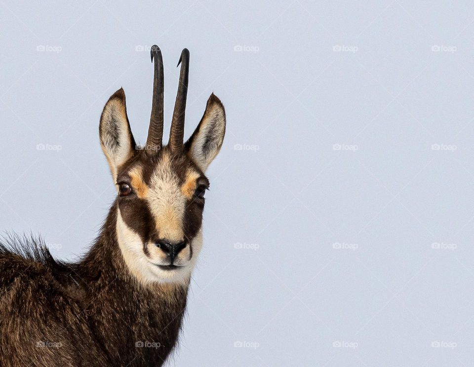 Chamois facing the cam