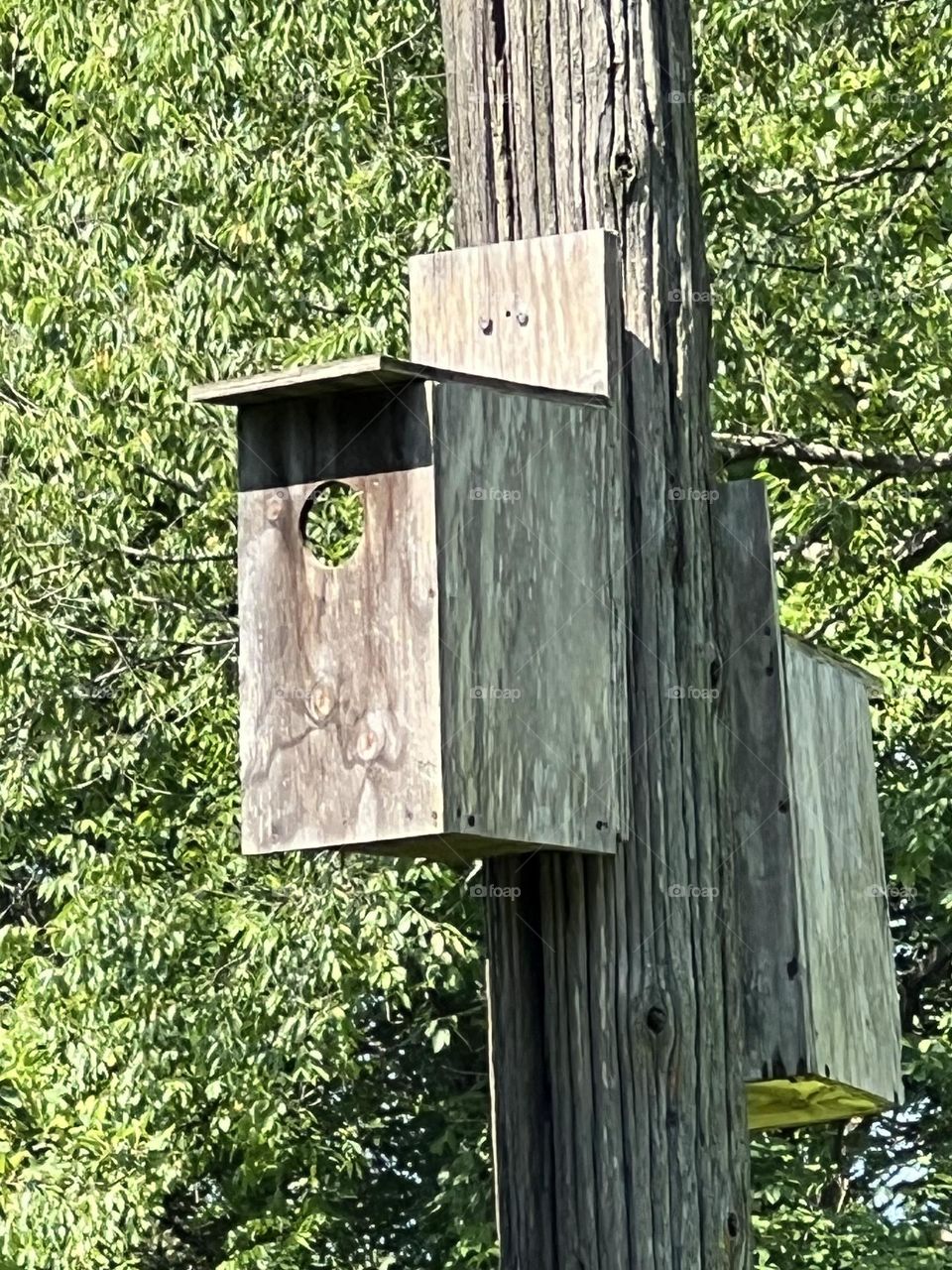 The birdhouse to Narnia