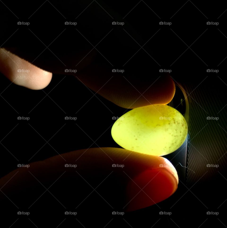 canary egg without embryo