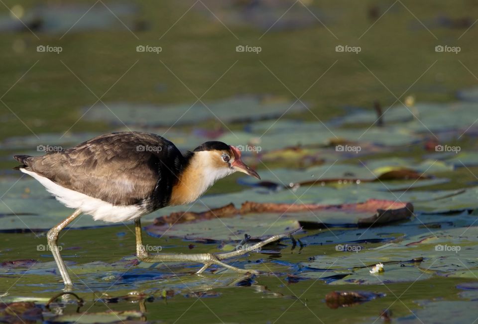 Comb-crested Jacana