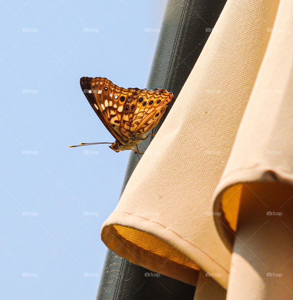 butterfly on an umbrella