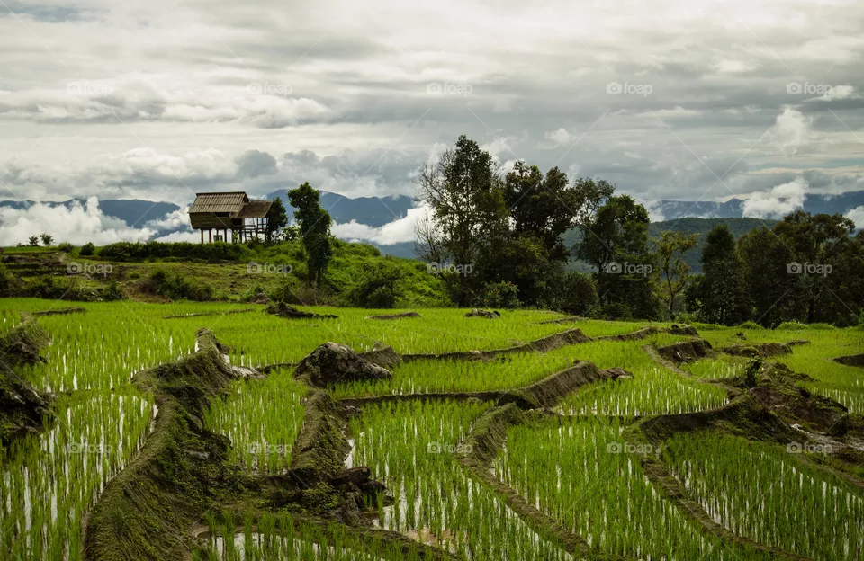Breathing in the beautiful rice terraces of Thailand