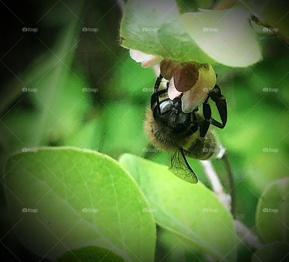 Eye to eye with a bee 