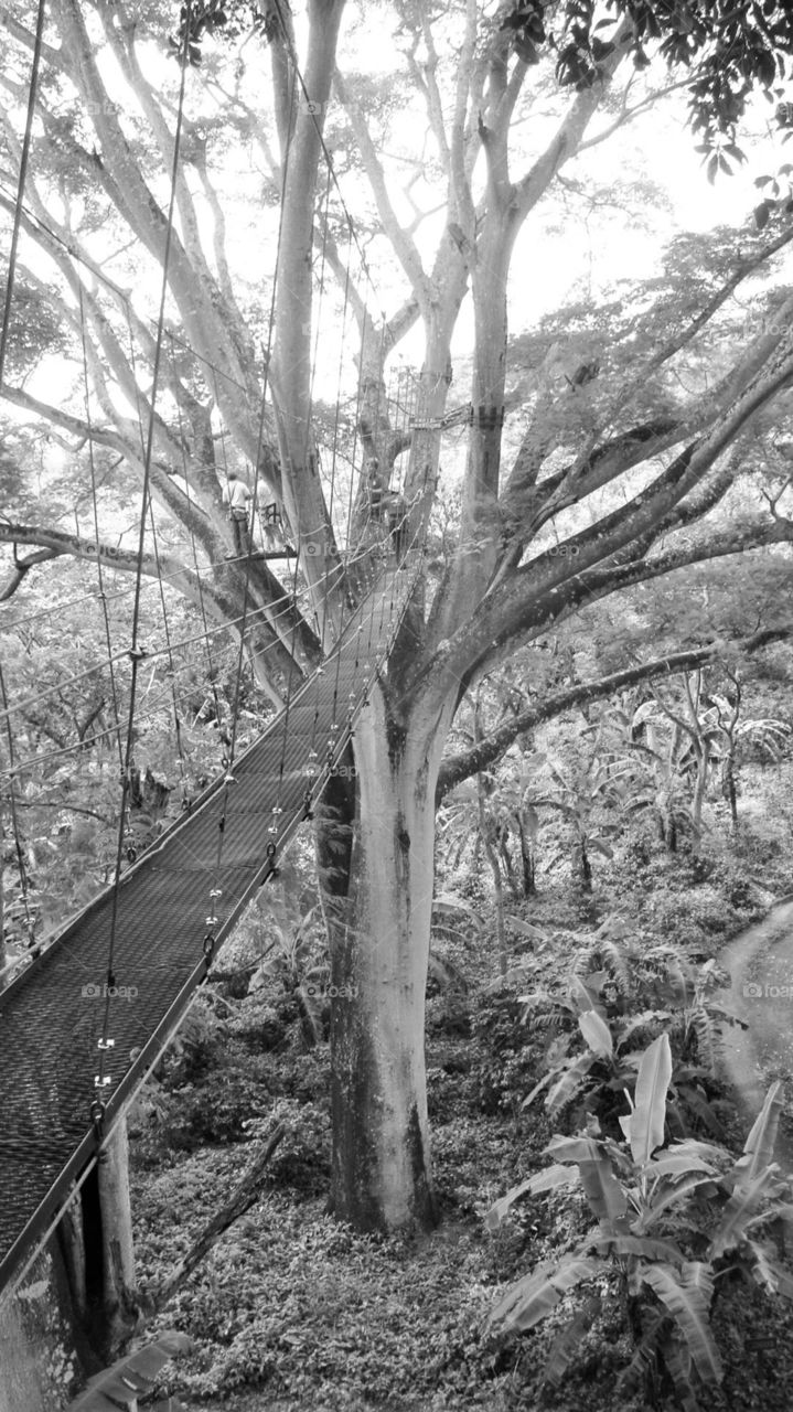 Suspension bridge in trees. Photo taken in Nicaragua.