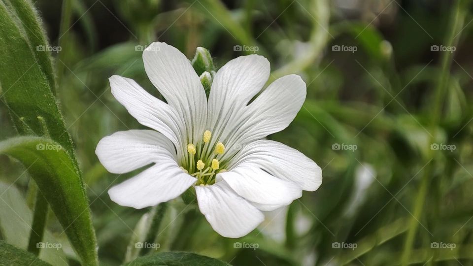 Macro photo of green grass growing in the garden