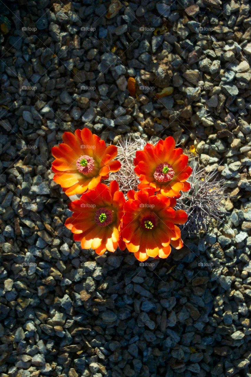 Cactus blooms