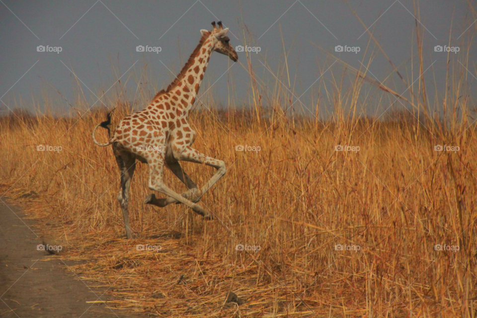 A young giraffe runs in front of our car while driving in northern Cameroon