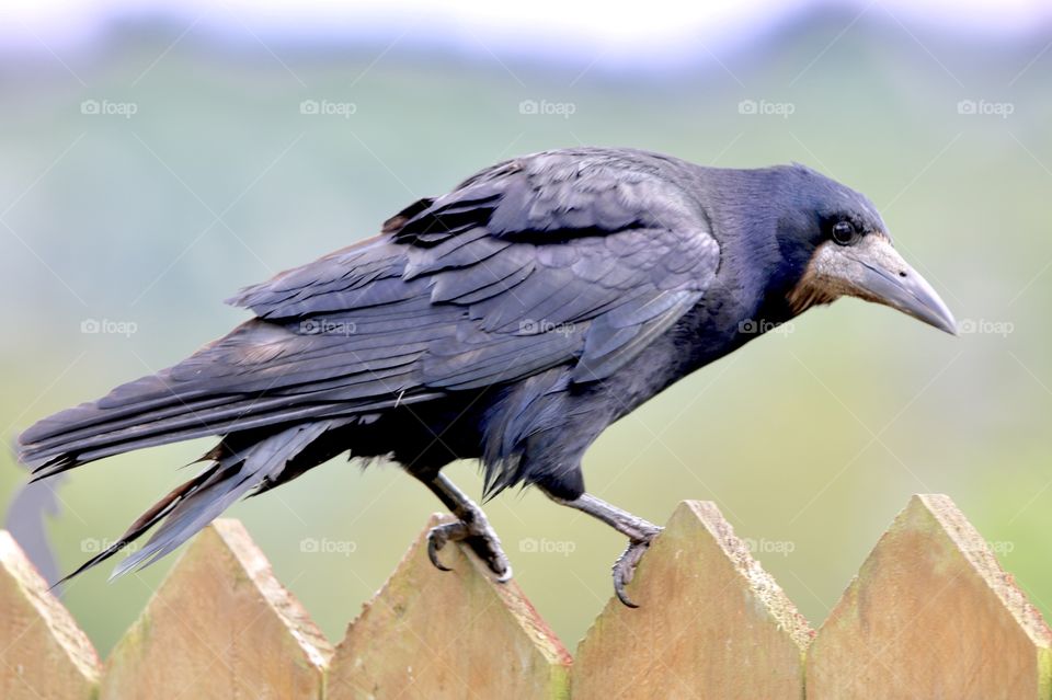 raven on the fence