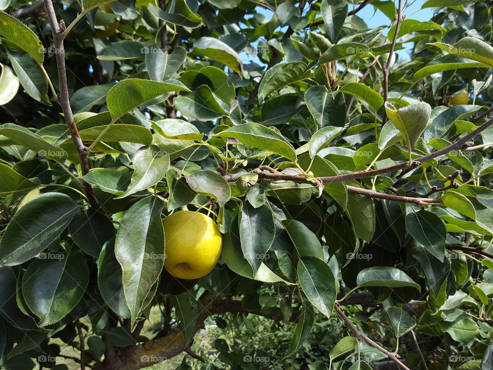 asian apple