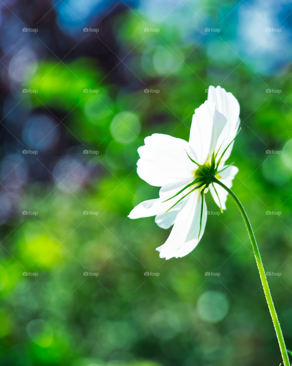 Bokehlicious flower in someone's garden