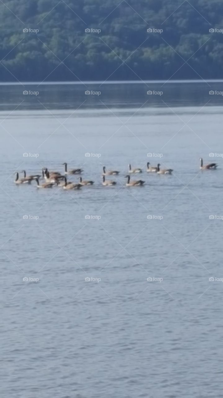 geese on the Mississippi River