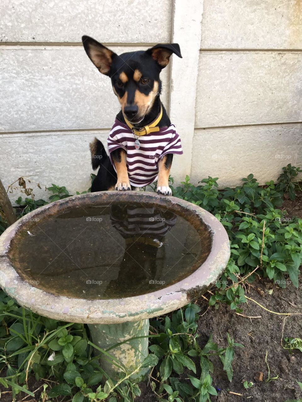 Is this just for the birdie’s?