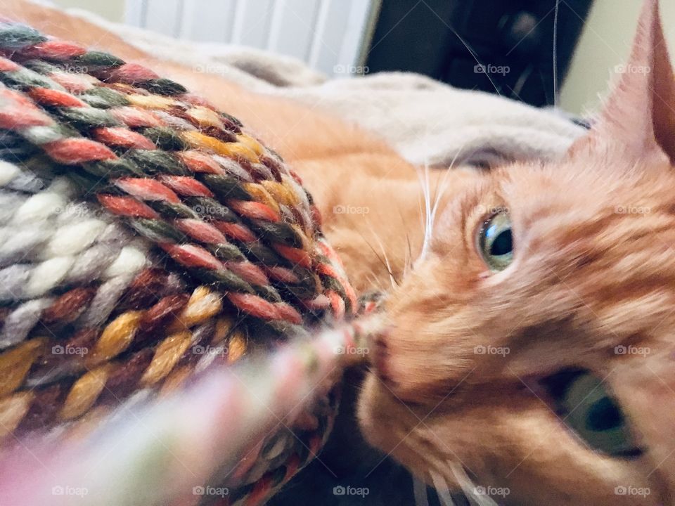 Ginger kitty playing with colorful yarn 🧶