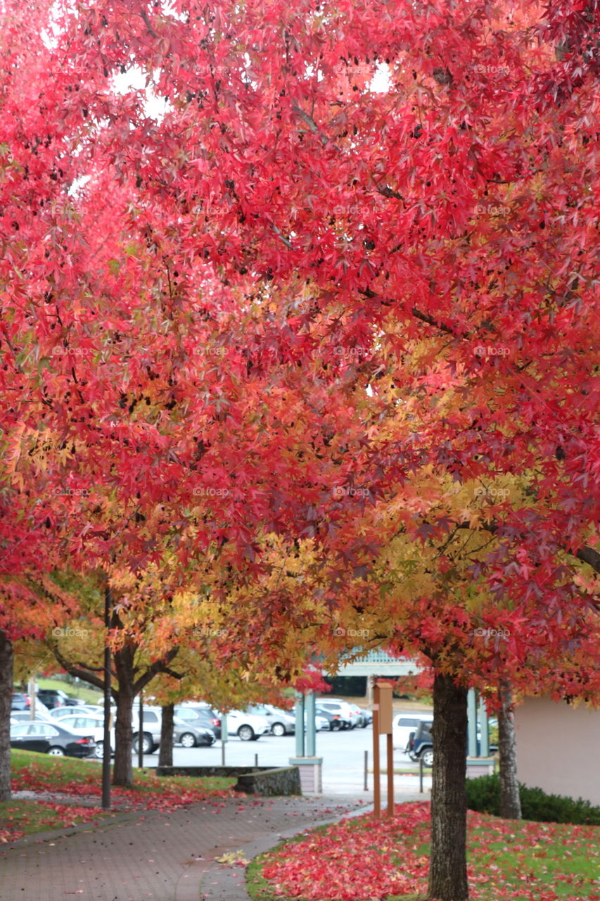 Beautiful  beautiful autumn 