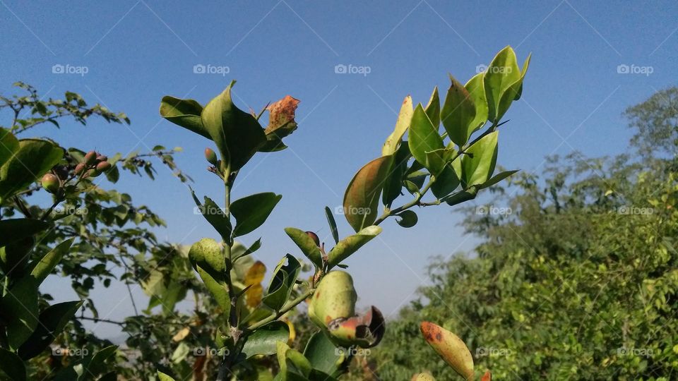 A beautiful scene of plants in the forest.