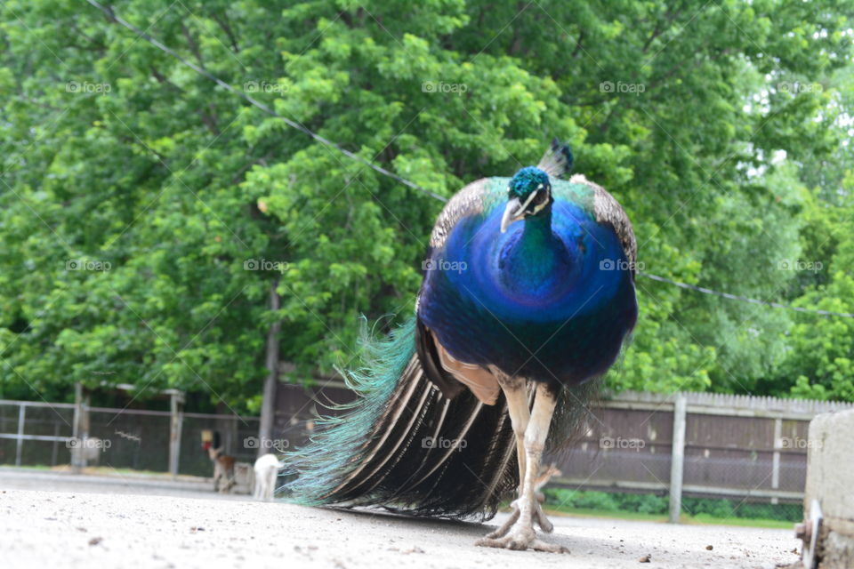 Peacock