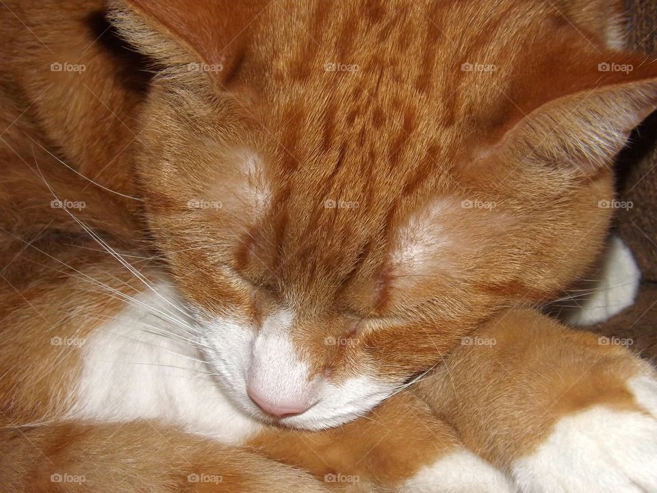 Close up of Sleeping Ginger Cat