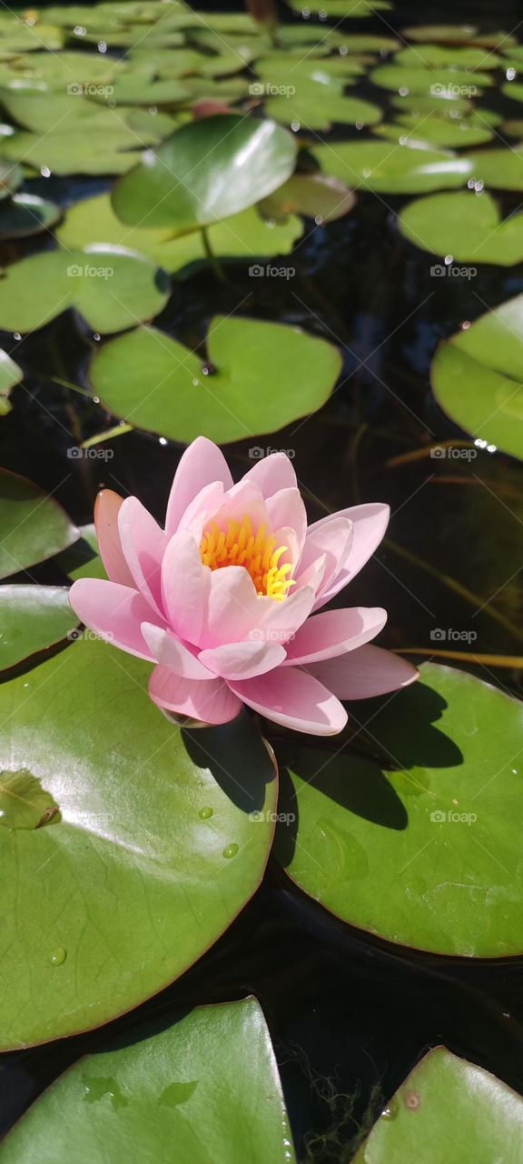 What grace and sophistication