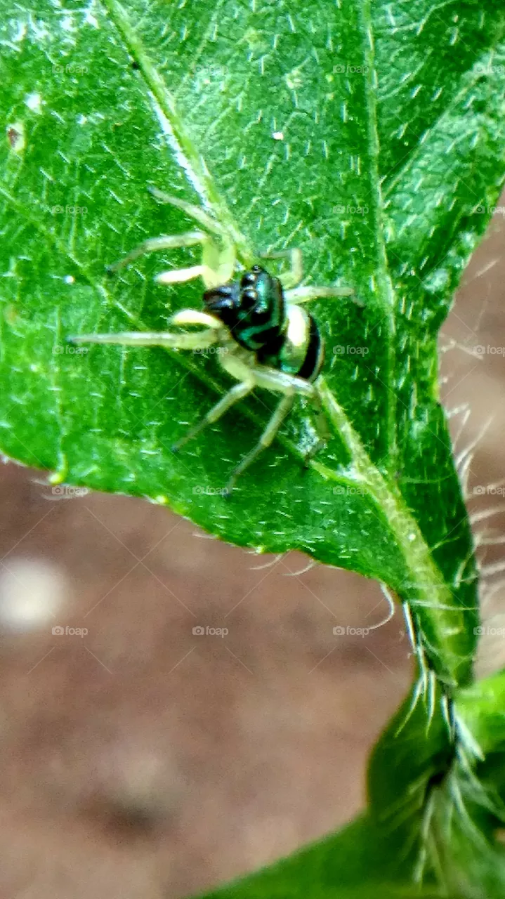 spider