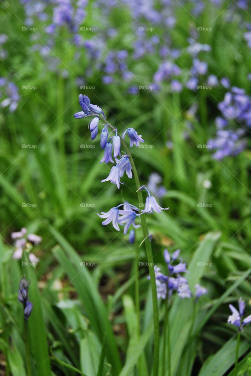 Woodland Bell. Bluebell Wood