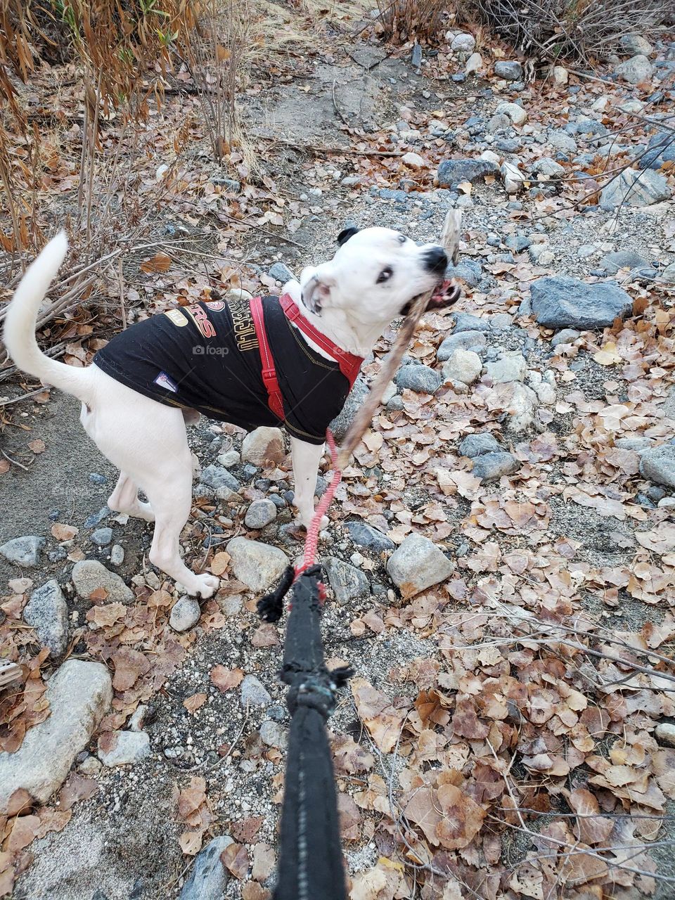 Malone (Man’s Best Friend) 