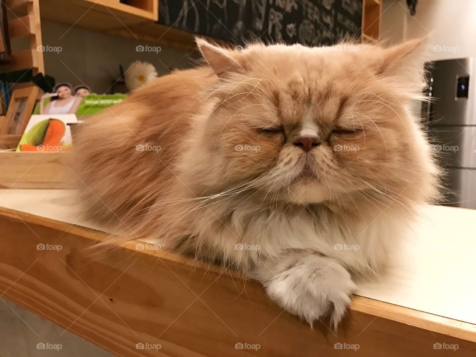 Close up fluffy cat sleep on table