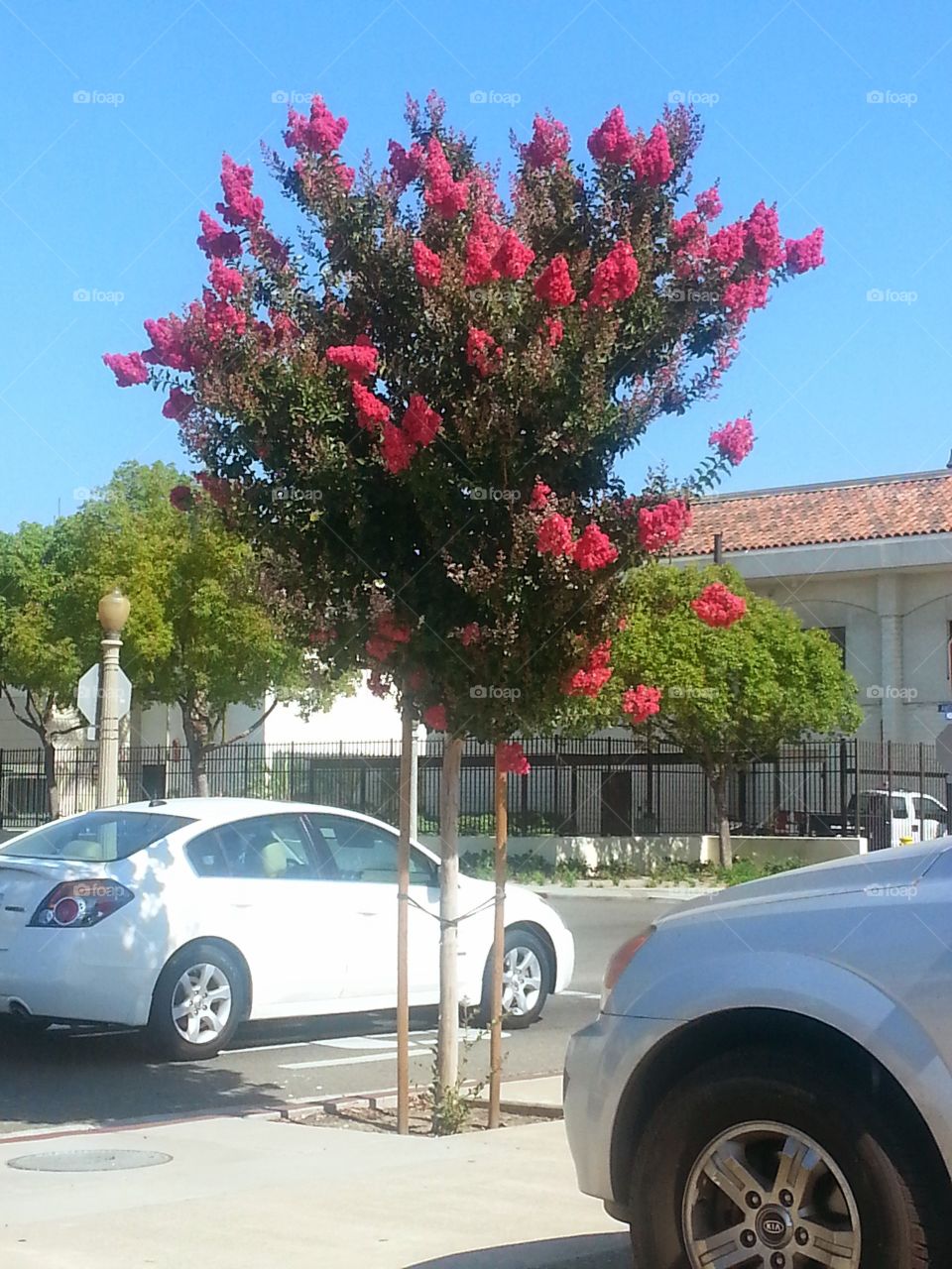 Stand out tree in parking lot