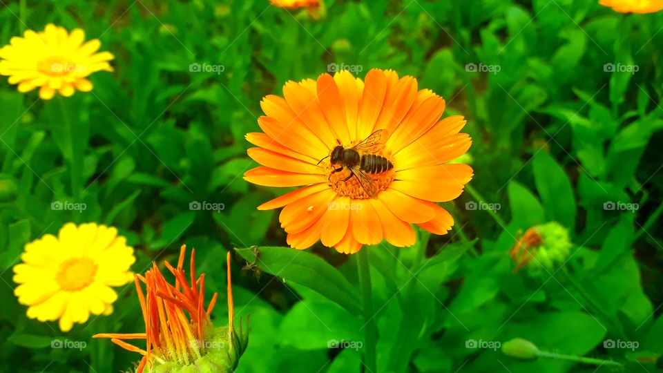 a bee on a flower
