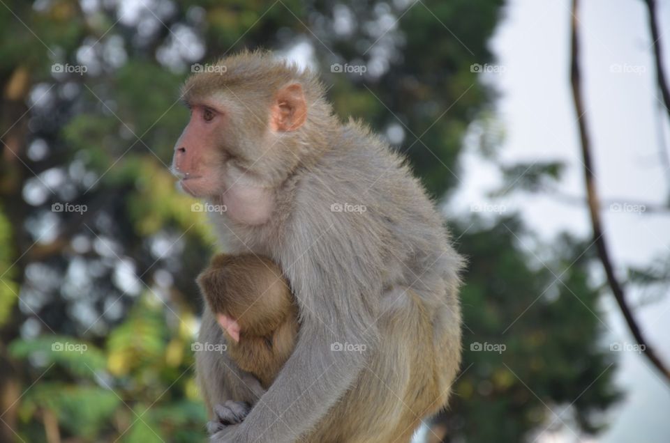 Monkey, Primate, Mammal, Macaque, Ape