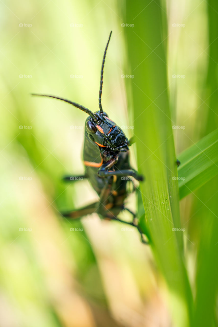 Texas Grasshopper on a Blade of Grass Up Close Macro 2