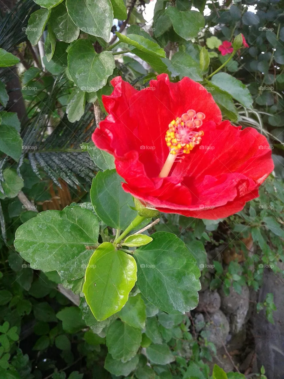 Autmn red ibiscus