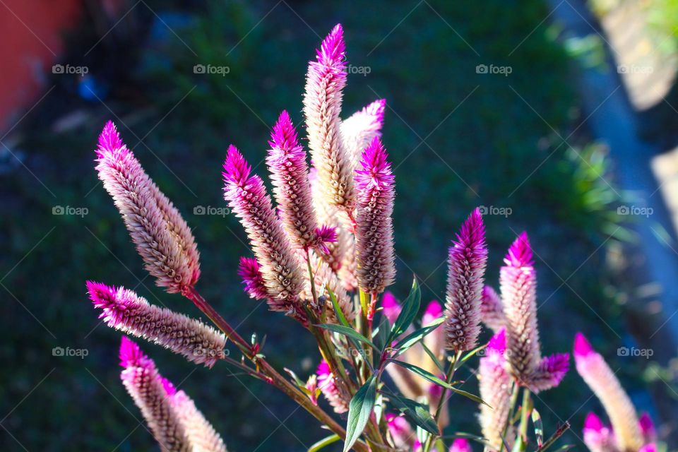 Feathery amaranth or prince's feather with beautiful pink yellow feather-like flowers.  Growth in the tropics