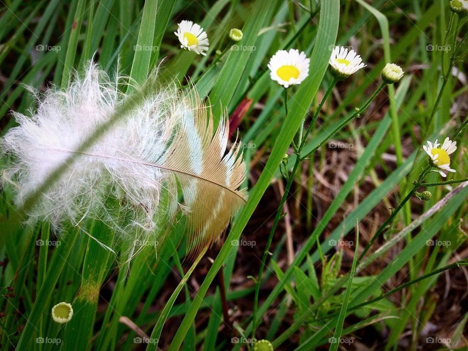 Grounded feather