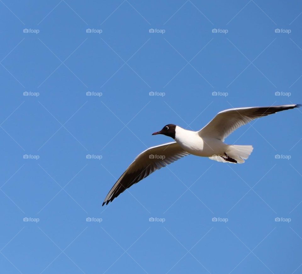 seagull