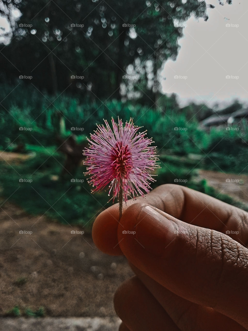 beautiful maya rajas tree