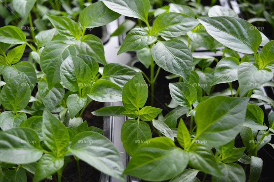 green spring sprouts in pots, love earth