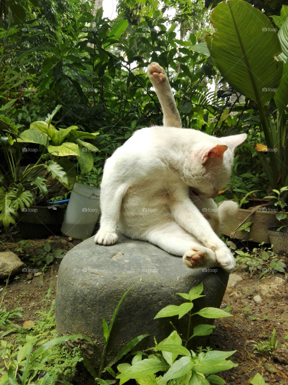 A white cat cleaning itself on top of a rock.