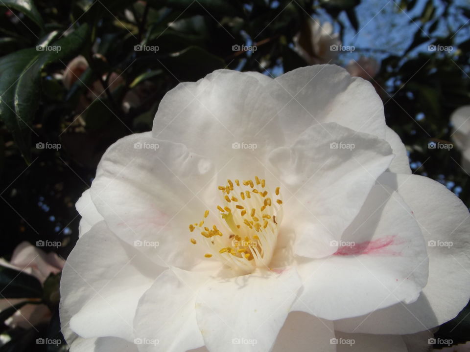 Delicate White Flower