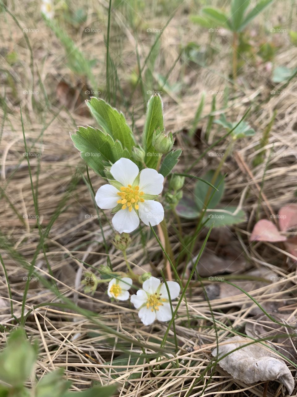 White flower on the trail 