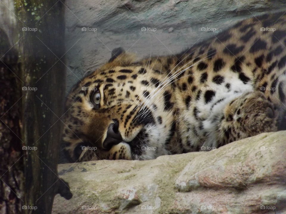 panther lying on a branch