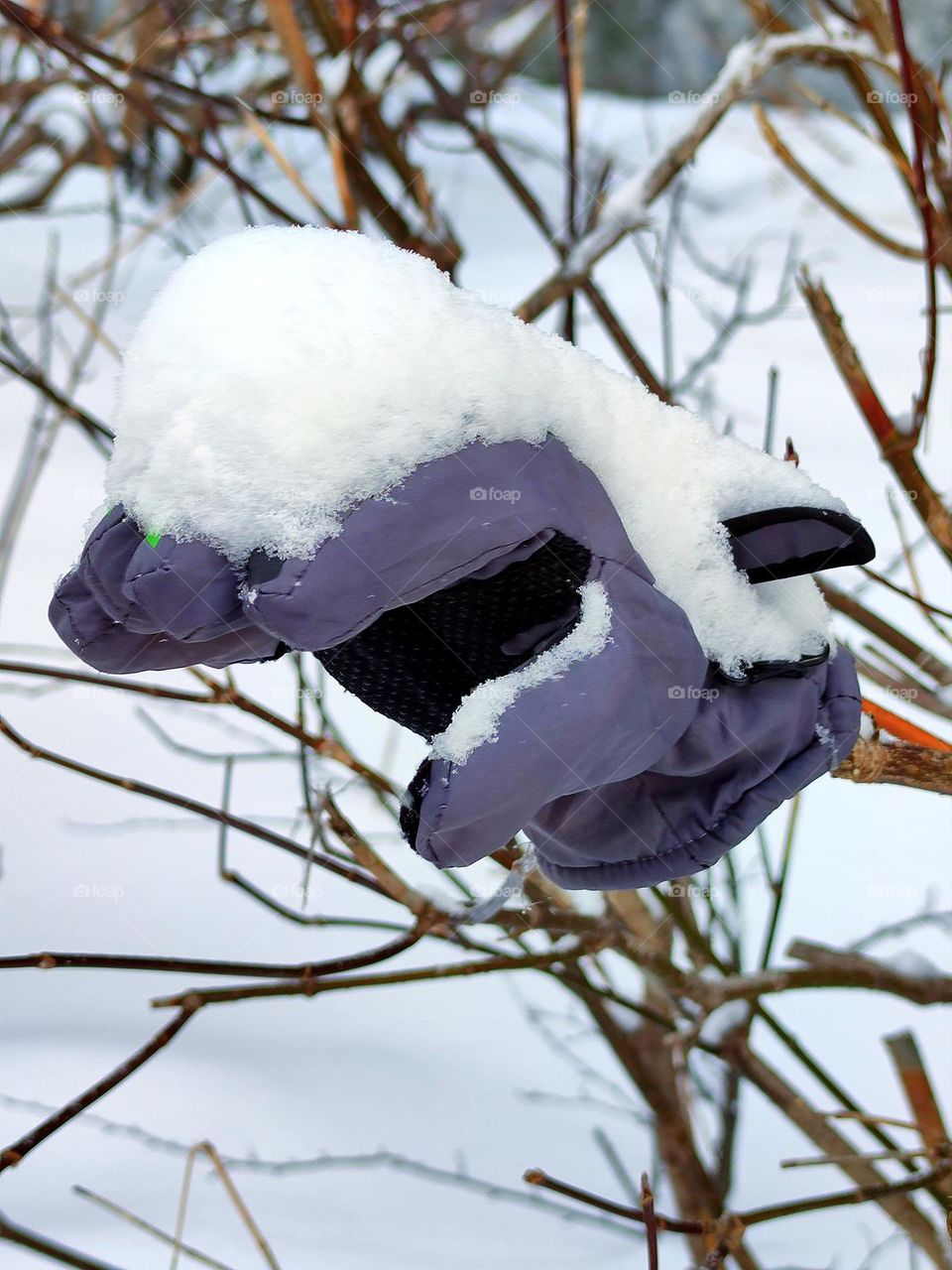 Lost glove on a tree branch.  The glove is covered in a layer of snow and looks like a rabbit with its mouth open.