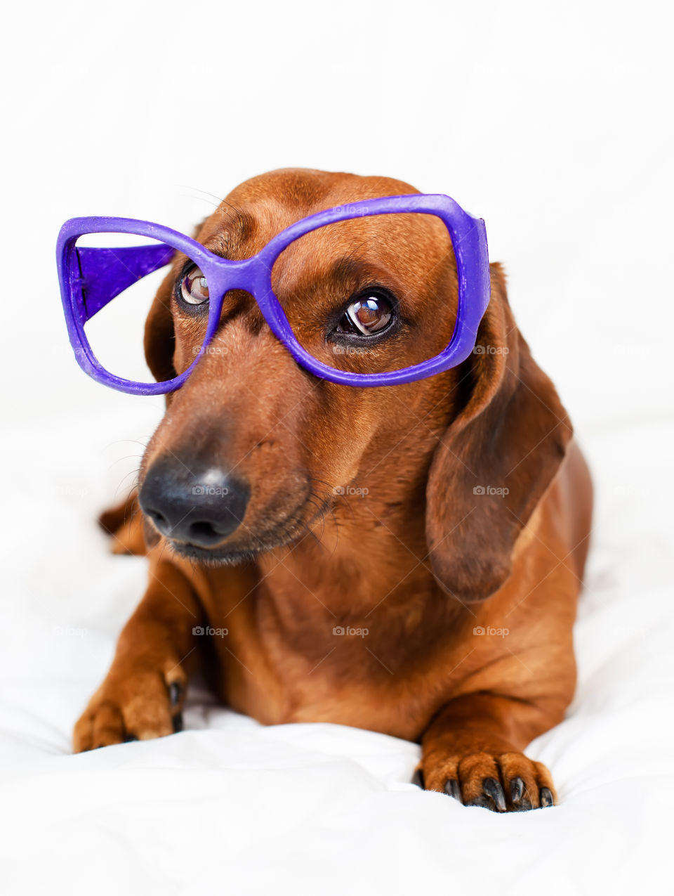 Cute dog wearing purple sunglasses