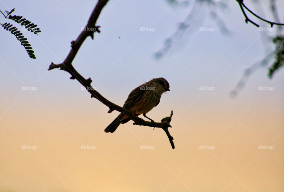 silhouetted bird