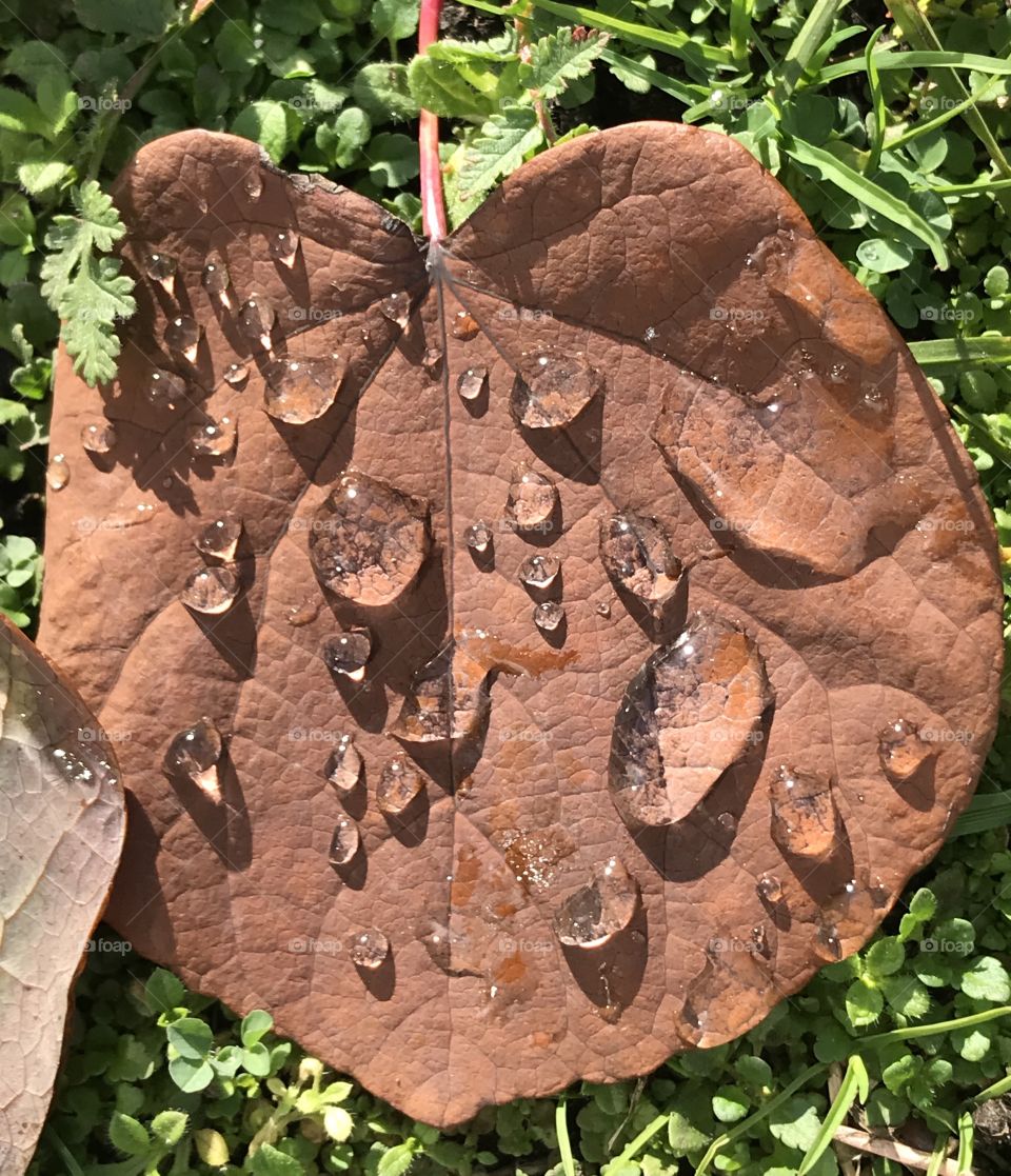 Water drops on brown leaf