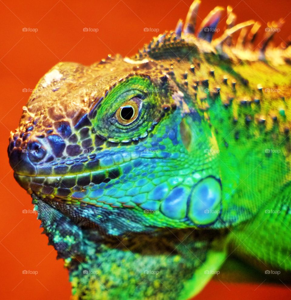 Rainbow Lizard. Closeup of an Iguana