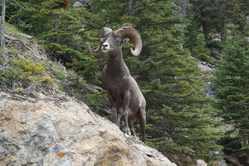 This goat stopped and allowed me to take a photo of him whilst I was walking on the road ... so beautiful ...
