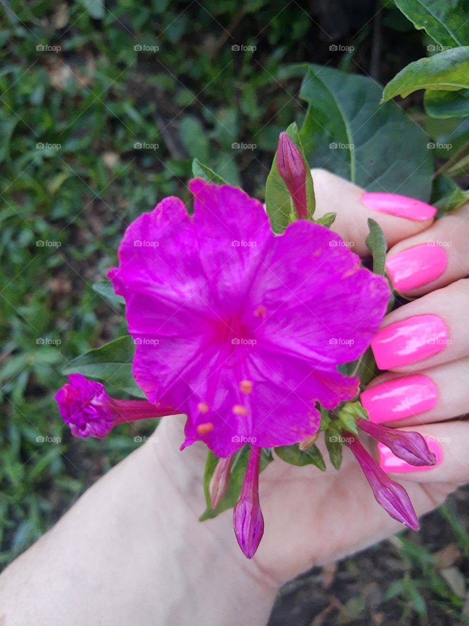 a pink flower