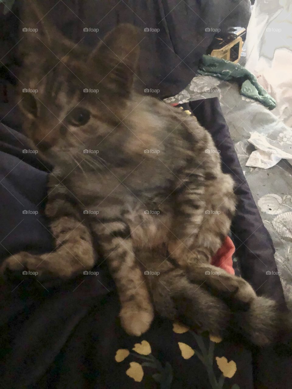 My silly kitty, Susan sitting on her dump on my bed in Oakland California 