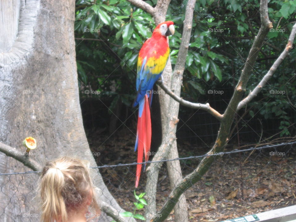 Tropical, Wood, Nature, Bird, Parrot